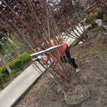 四川成都温江基地苗圃路美人梅，质量保证，规格齐全