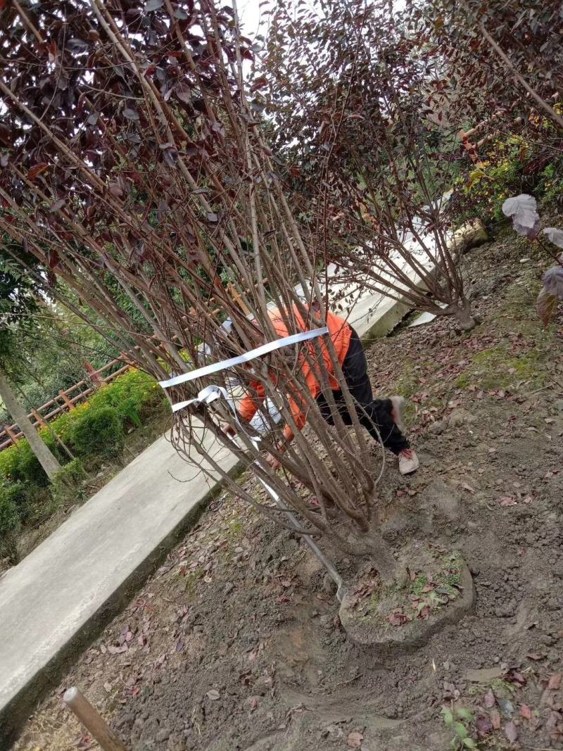 四川成都温江基地苗圃路美人梅，质量保证，规格齐全