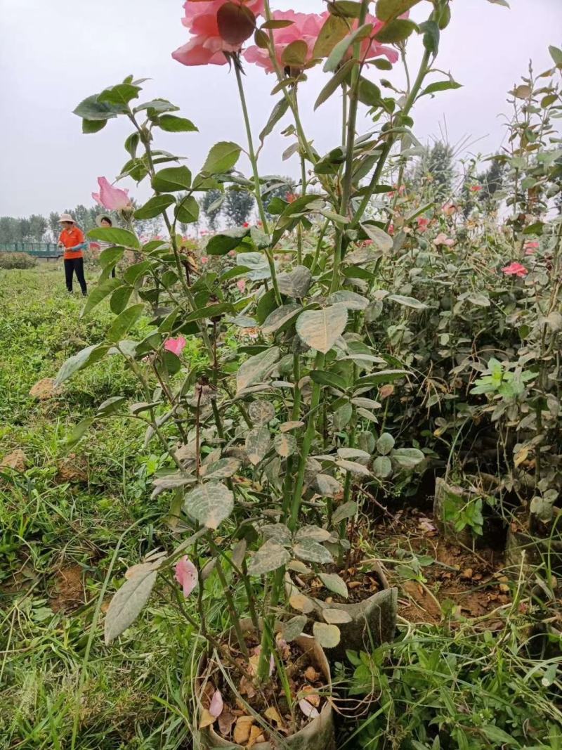 苗圃直供各规格精品月季小苗，保质保量，规格齐全