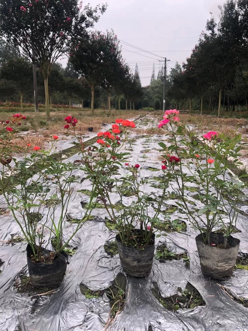 苗圃直供各规格精品月季小苗，保质保量，规格齐全