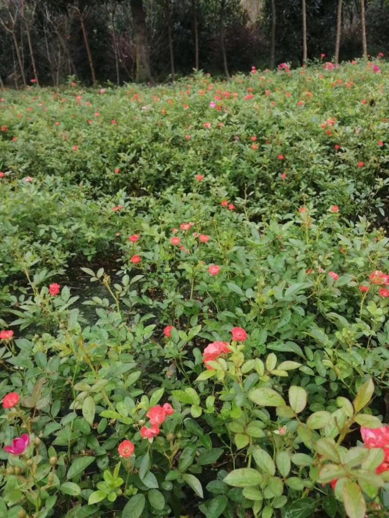 苗圃直供各规格精品月季小苗，保质保量，规格齐全