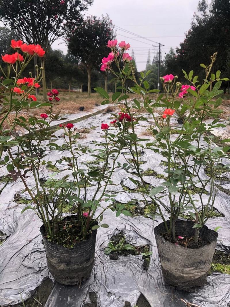苗圃直供各规格精品月季小苗，保质保量，规格齐全