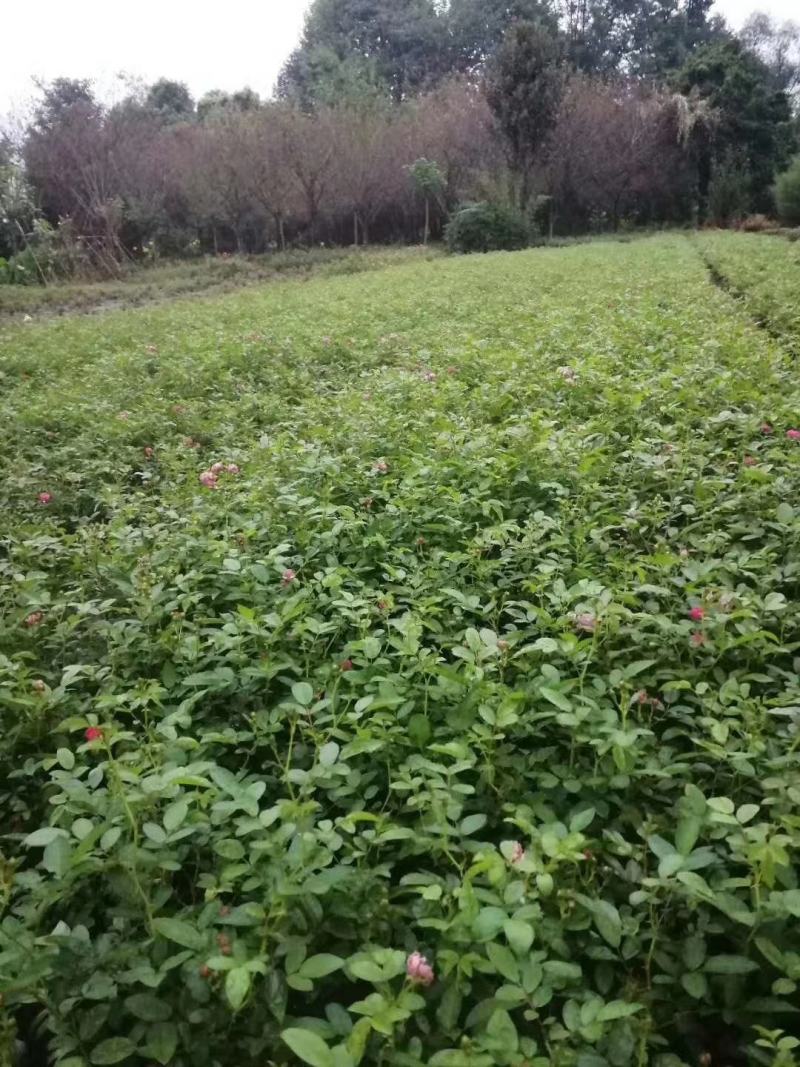 苗圃直供各规格精品月季小苗，保质保量，规格齐全