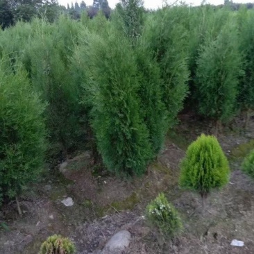 四川成都温江基地苗圃塔柏，质量保证，规格齐全