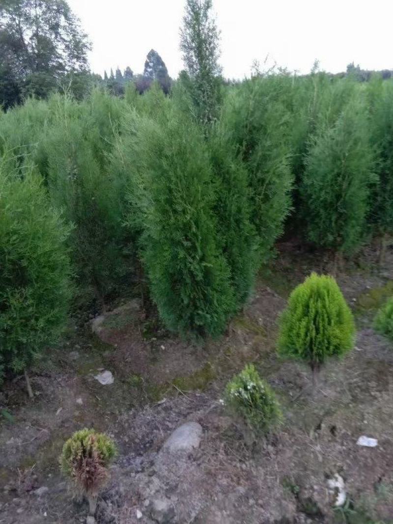 四川成都温江基地苗圃塔柏，质量保证，规格齐全