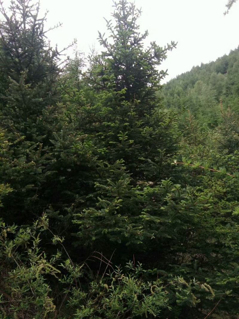 四川成都温江基地苗圃塔柏，质量保证，规格齐全