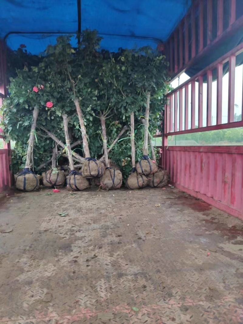 苗圃直供精品树状月季，量大从优，保质保量