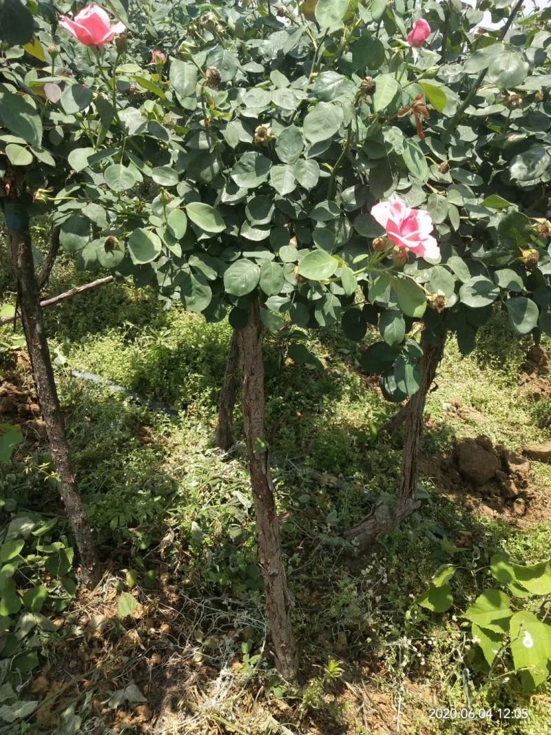 苗圃直供精品树状月季，量大从优，保质保量