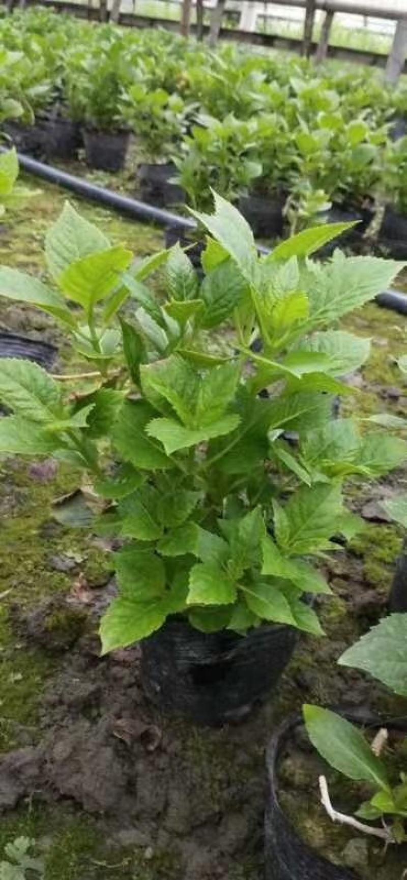 苗圃直供各规格精品绣球花，量大从优，欢迎选购