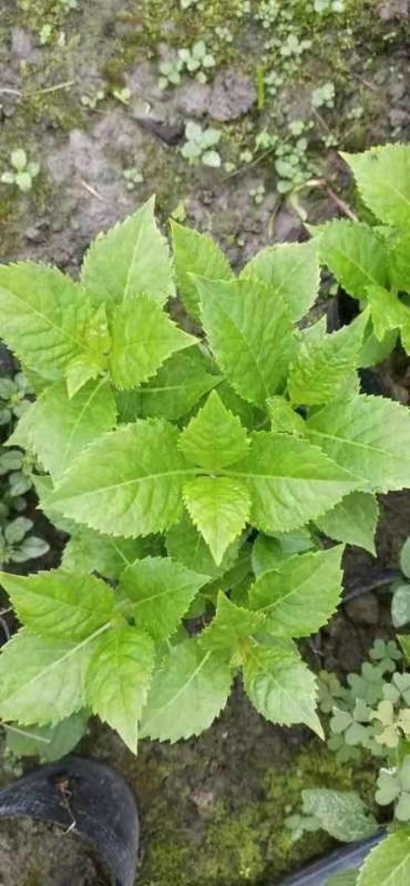 苗圃直供各规格精品绣球花，量大从优，欢迎选购