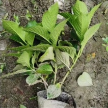 苗圃直供各规格精品绣球花，量大从优，欢迎选购