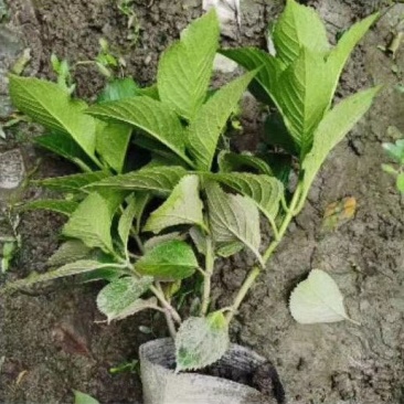苗圃直供各规格精品绣球花，量大从优，欢迎选购