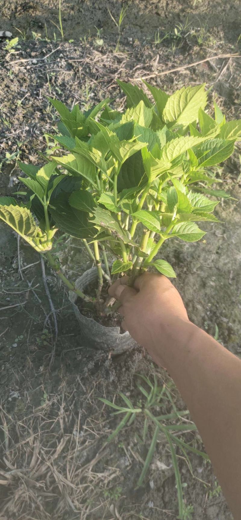 苗圃直供各规格精品绣球花，量大从优，欢迎选购