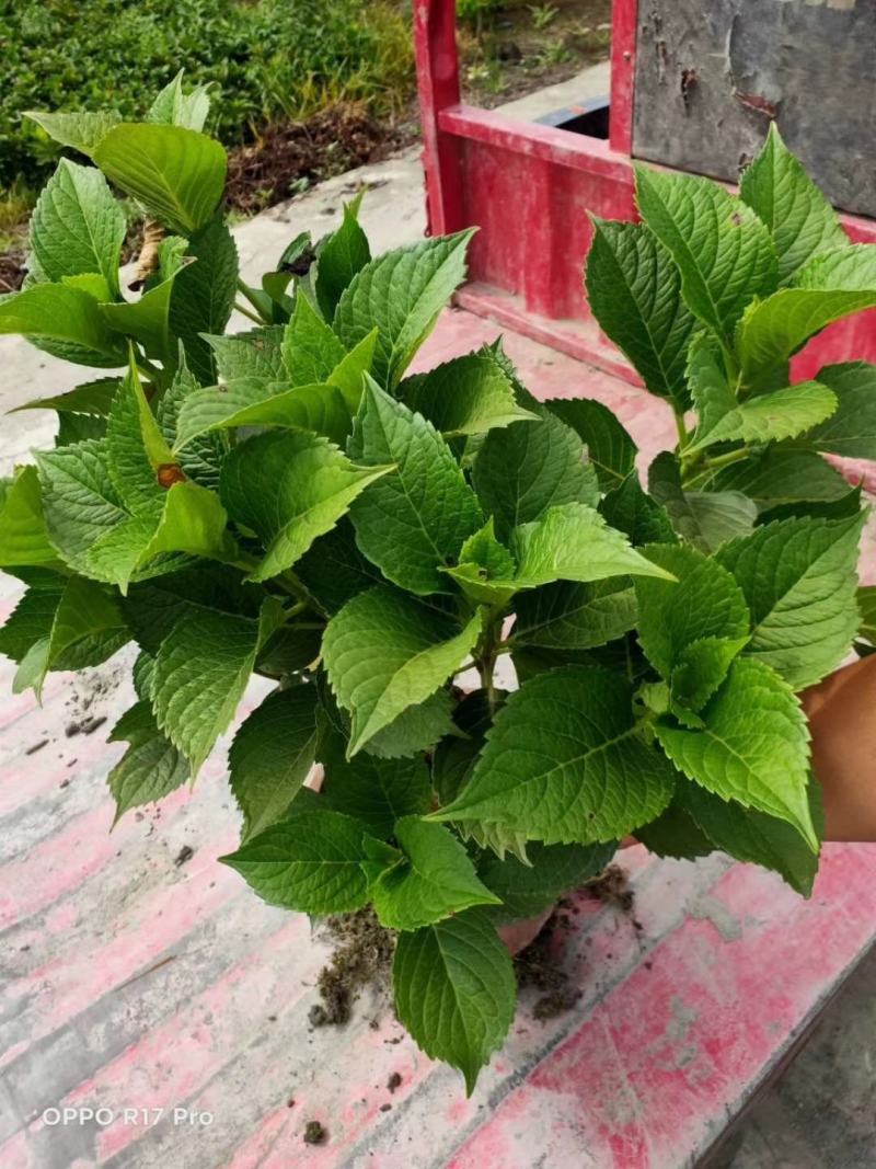 苗圃直供各规格精品绣球花，量大从优，欢迎选购