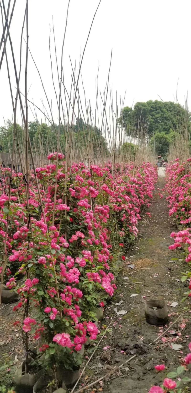 苗圃直供精品藤本月季，量大从优，欢迎选购