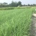 四川成都温江基地苗圃路芦苇，质量保证，基地货