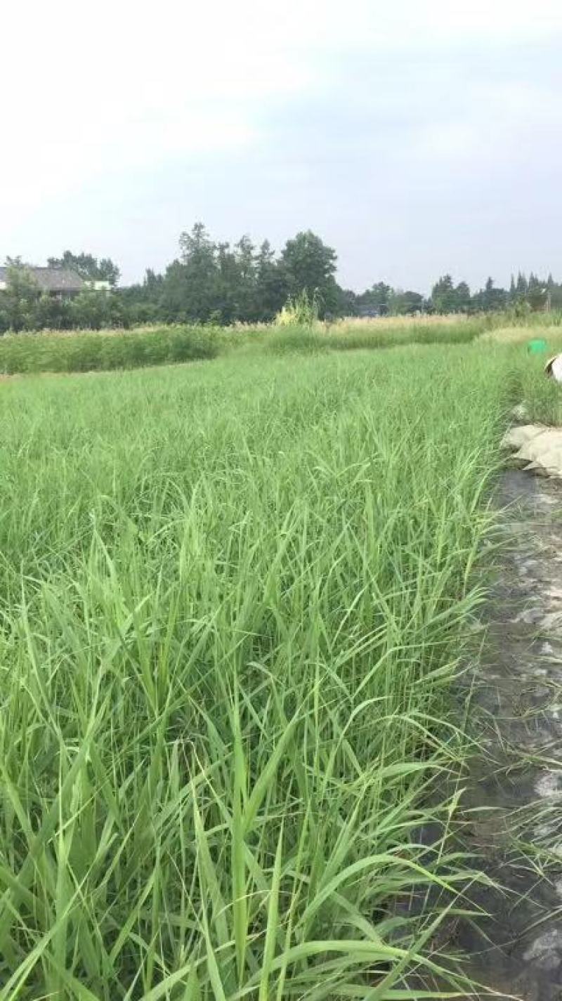 四川成都温江基地苗圃路芦苇，质量保证，基地货