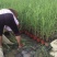 四川成都温江基地苗圃路芦苇，质量保证，基地货