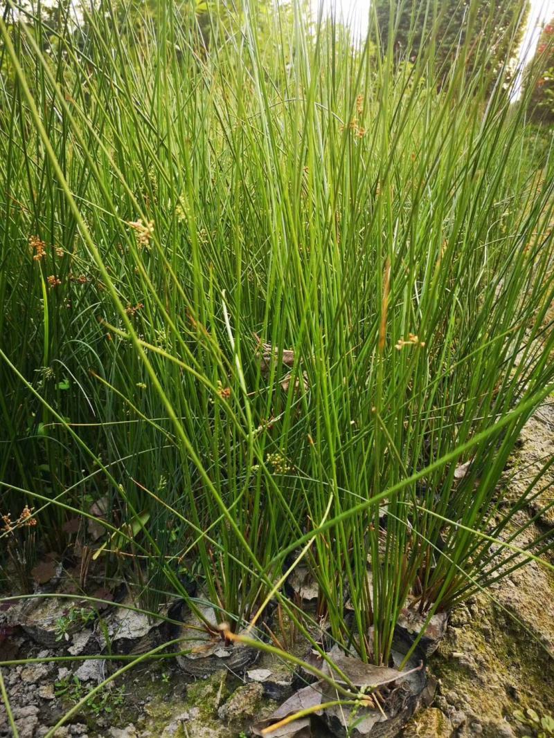 四川成都温江基地苗圃水葱，质量保证，欢迎选购