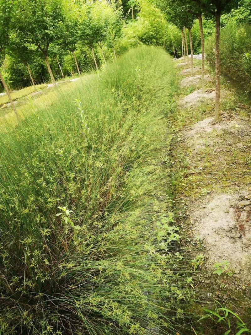四川成都温江基地苗圃水葱，质量保证，欢迎选购