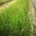 四川成都温江基地苗圃水葱，质量保证，欢迎选购