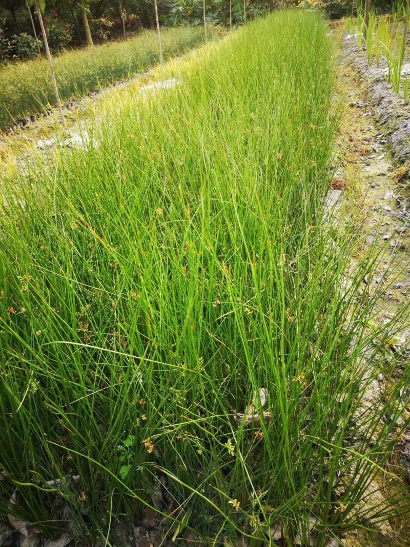 四川成都温江基地苗圃水葱，质量保证，欢迎选购