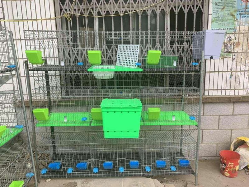 活兔子大型公羊兔纯种巨型家养繁殖包回来疫苗已做