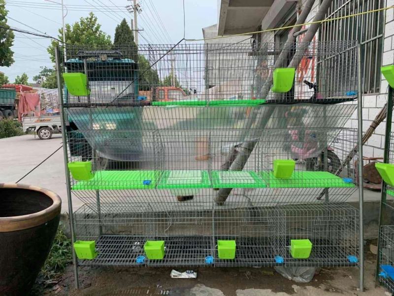 活兔子大型公羊兔纯种巨型家养繁殖包回来疫苗已做