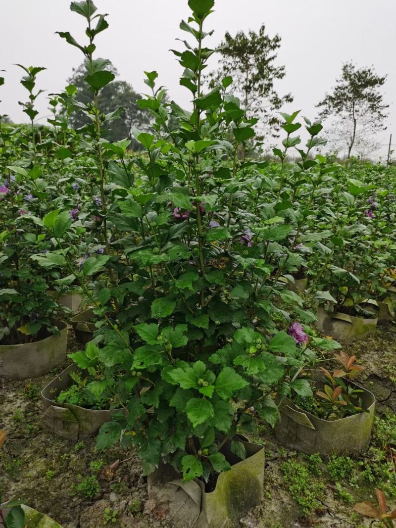 苗圃直供，各规格精品木槿花，量大从优，欢迎选购