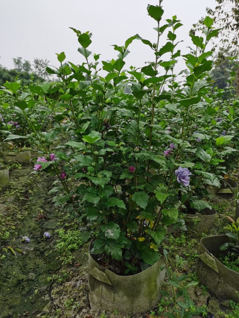 苗圃直供，各规格精品木槿花，量大从优，欢迎选购