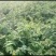 湘蕾金银花花王嫁接苗