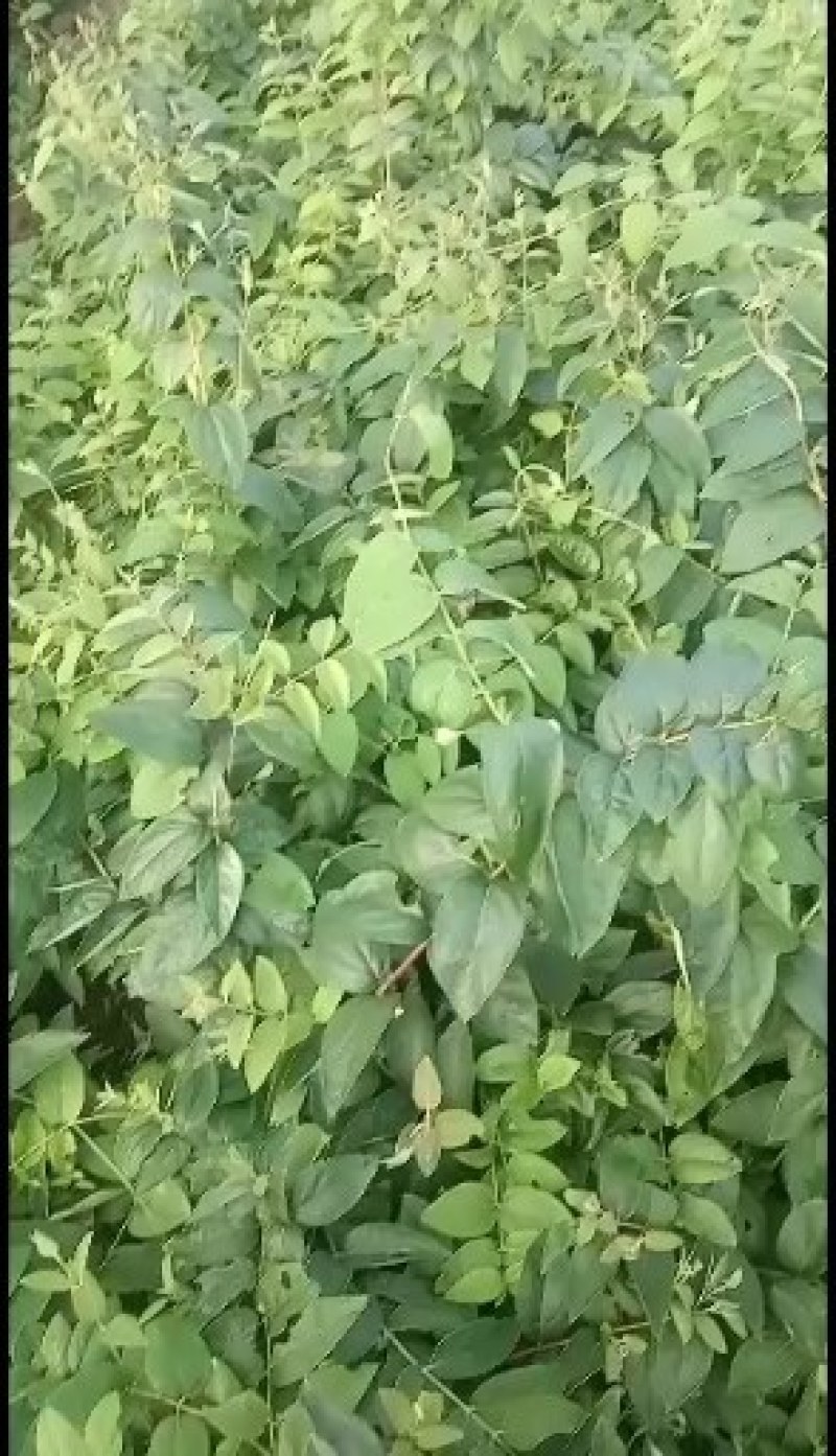湘蕾金银花花王嫁接苗