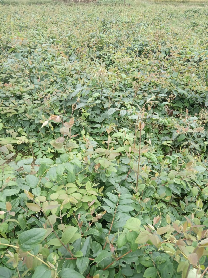 湘蕾金银花花王嫁接苗
