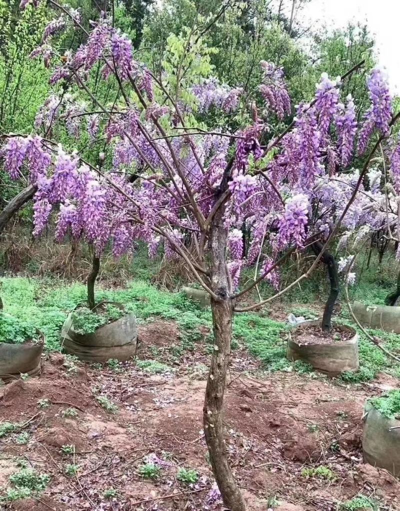 基地直销各规格精品紫藤，量大从优，欢迎选购