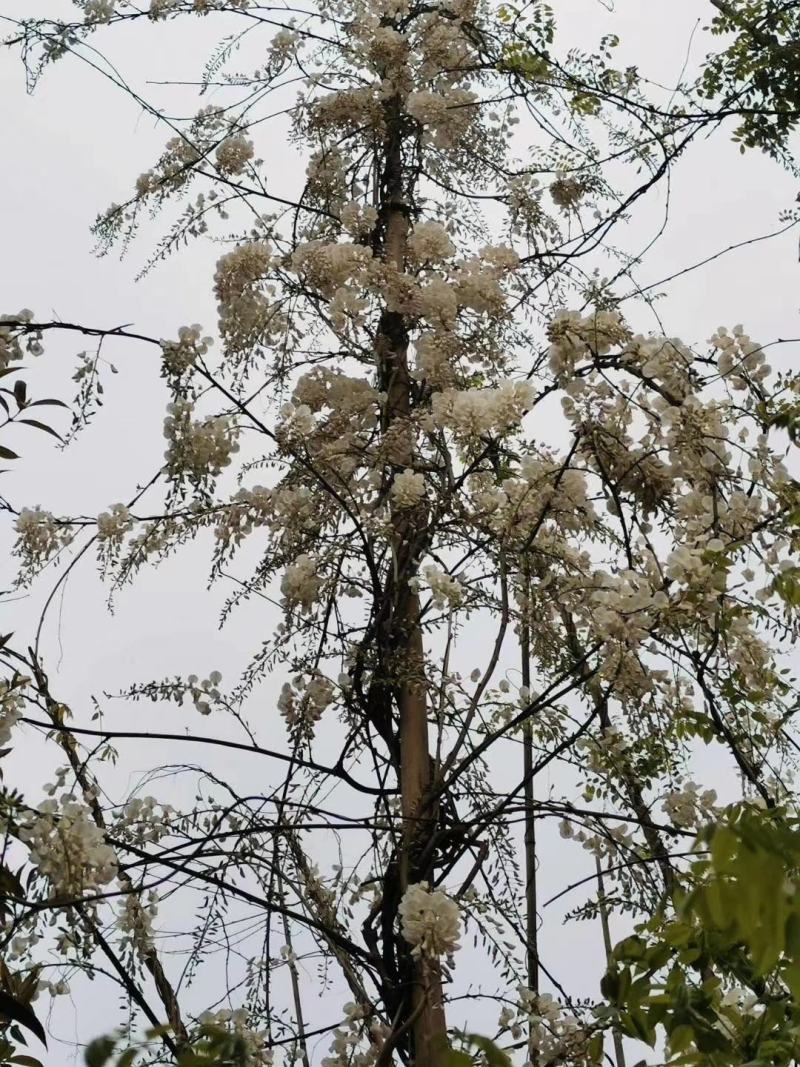 基地直销各规格精品紫藤，量大从优，欢迎选购