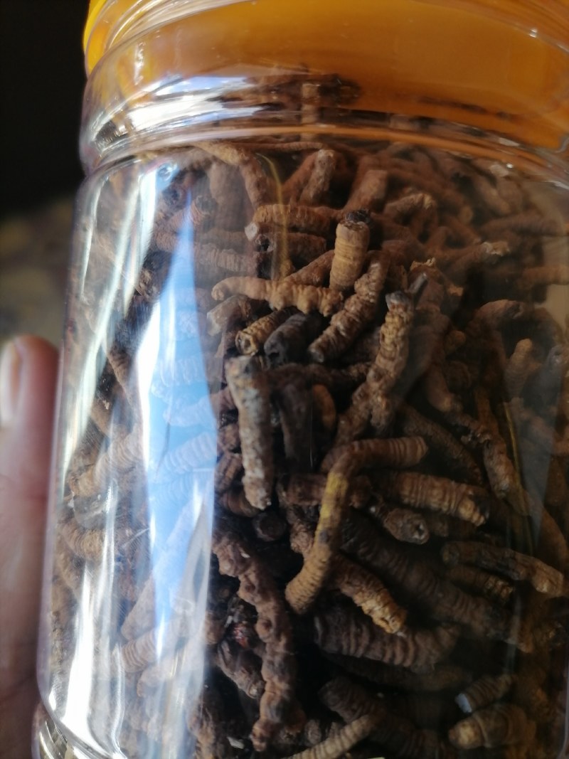 青海冬虫夏草直销肉接价格优惠多多