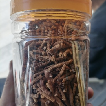 青海冬虫夏草直销肉接价格优惠多多