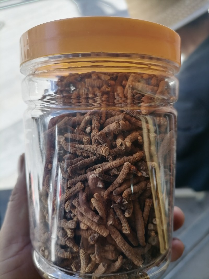 青海冬虫夏草直销肉接价格优惠多多