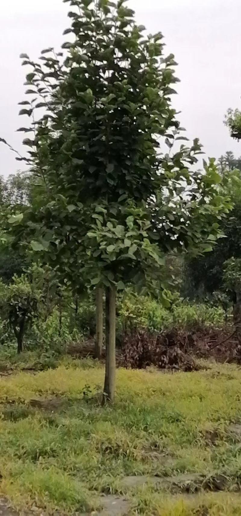 四川成都温江基地苗圃白玉兰，质量保证，规格齐全
