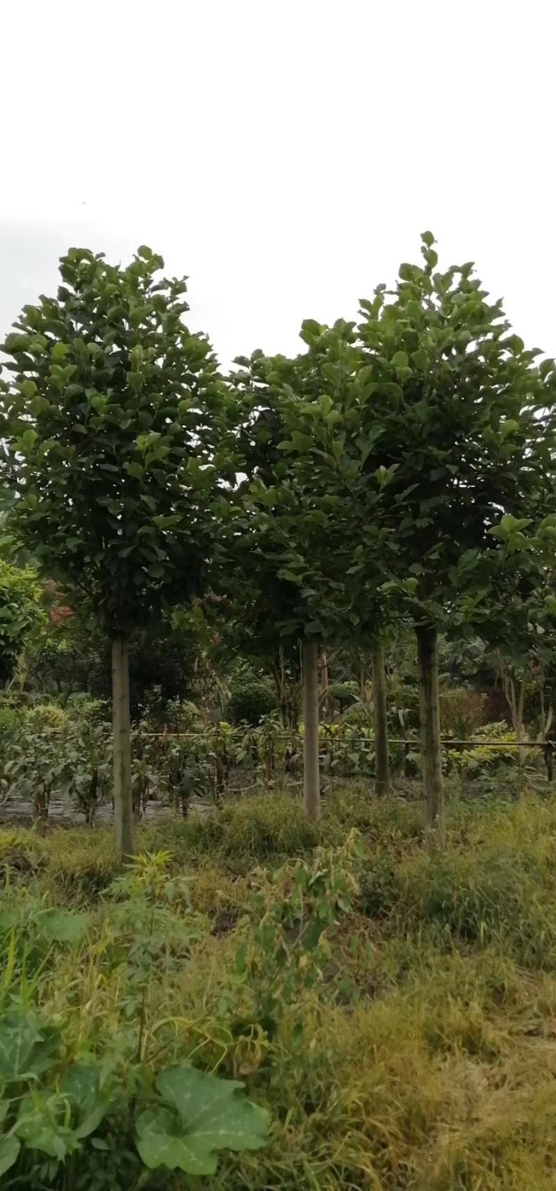 四川成都温江基地苗圃白玉兰，质量保证，规格齐全