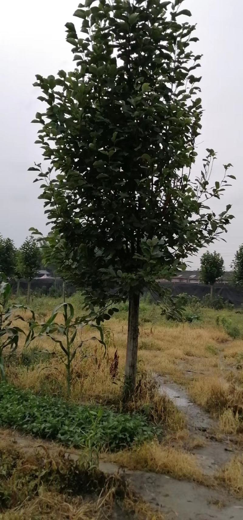 四川成都温江基地苗圃白玉兰，质量保证，规格齐全