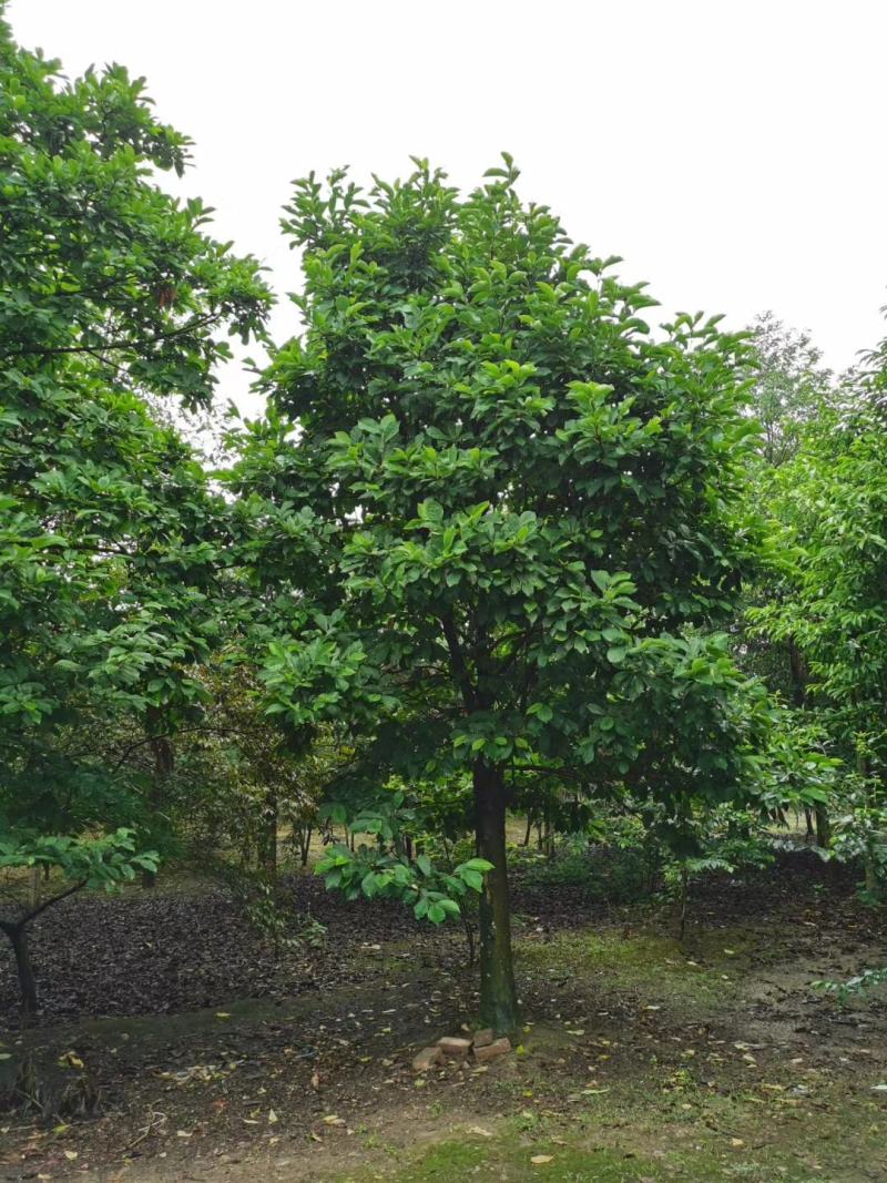 四川成都温江基地苗圃白玉兰，质量保证，规格齐全