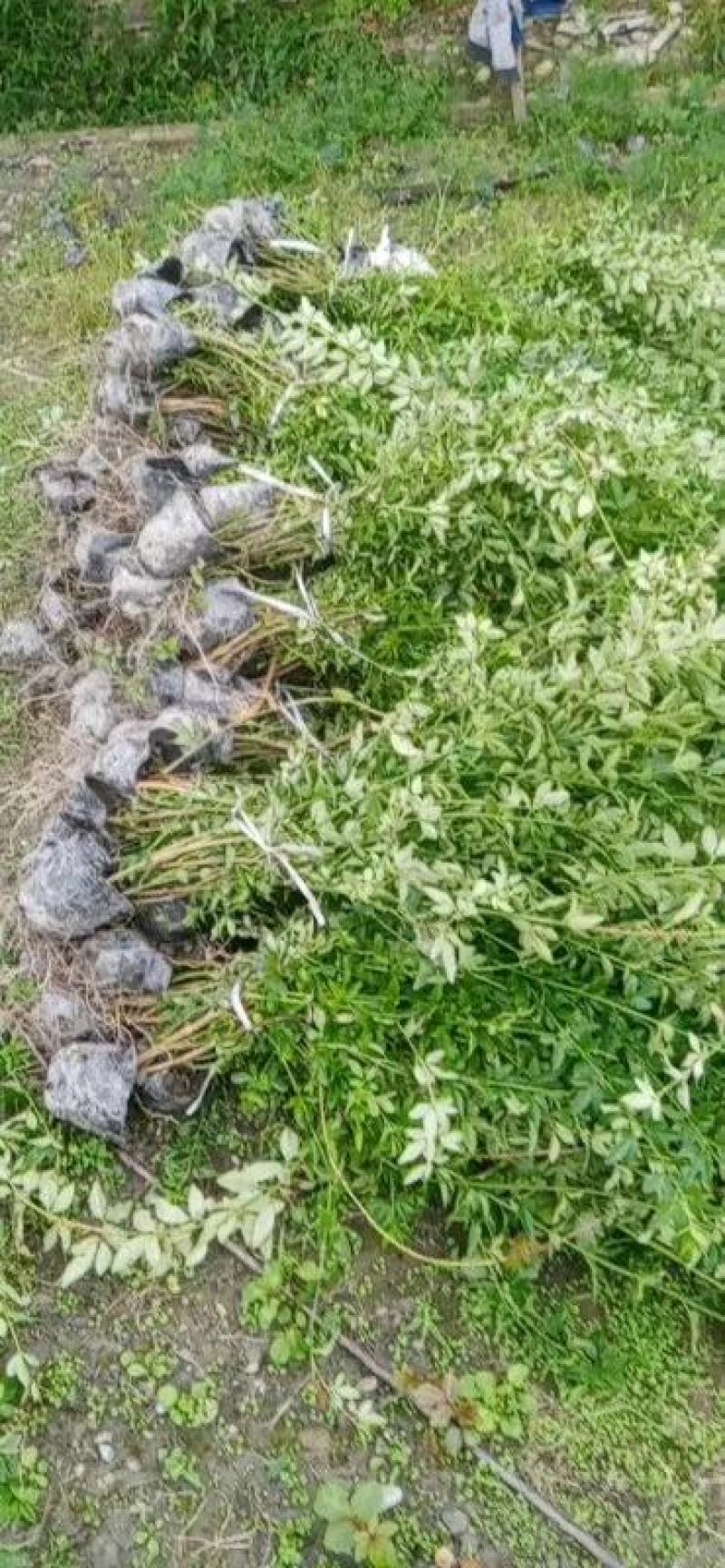 苗圃直供各规格精品迎春，量大从优，欢迎选购