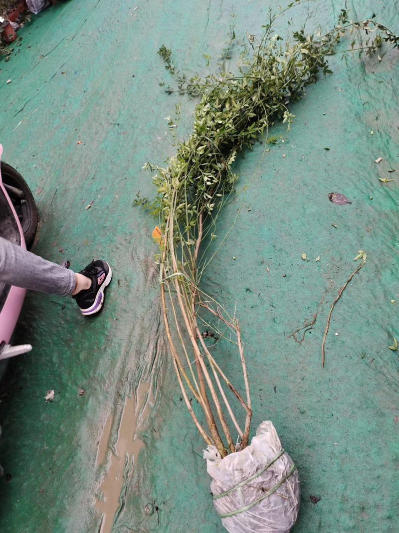 苗圃直供各规格精品迎春，量大从优，欢迎选购