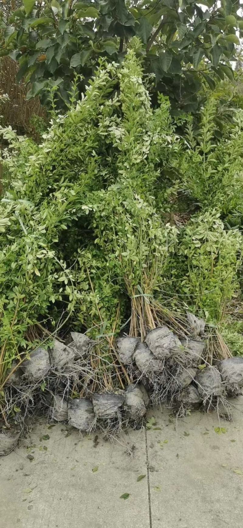 苗圃直供各规格精品迎春，量大从优，欢迎选购