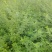 苗圃直供各规格精品迎春，量大从优，欢迎选购