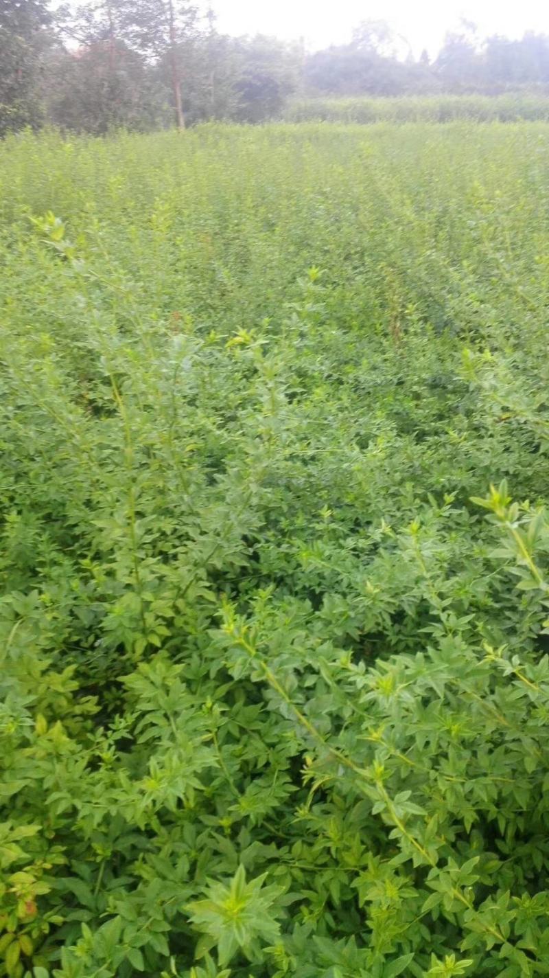 苗圃直供各规格精品迎春，量大从优，欢迎选购