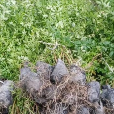 苗圃直供各规格精品迎春，量大从优，欢迎选购