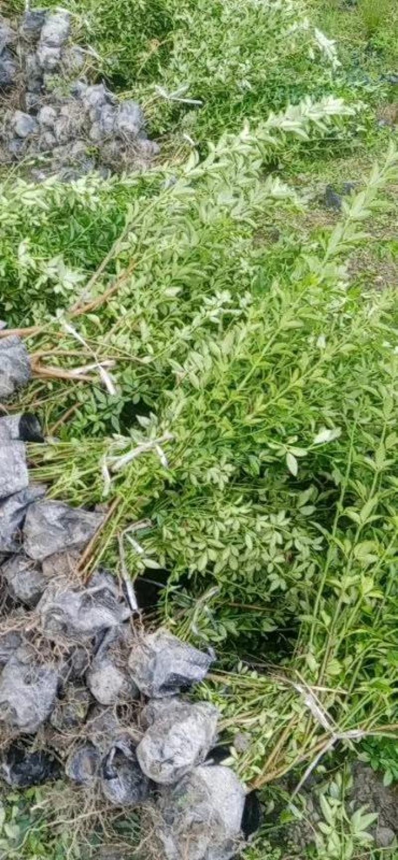 苗圃直供各规格精品迎春，量大从优，欢迎选购