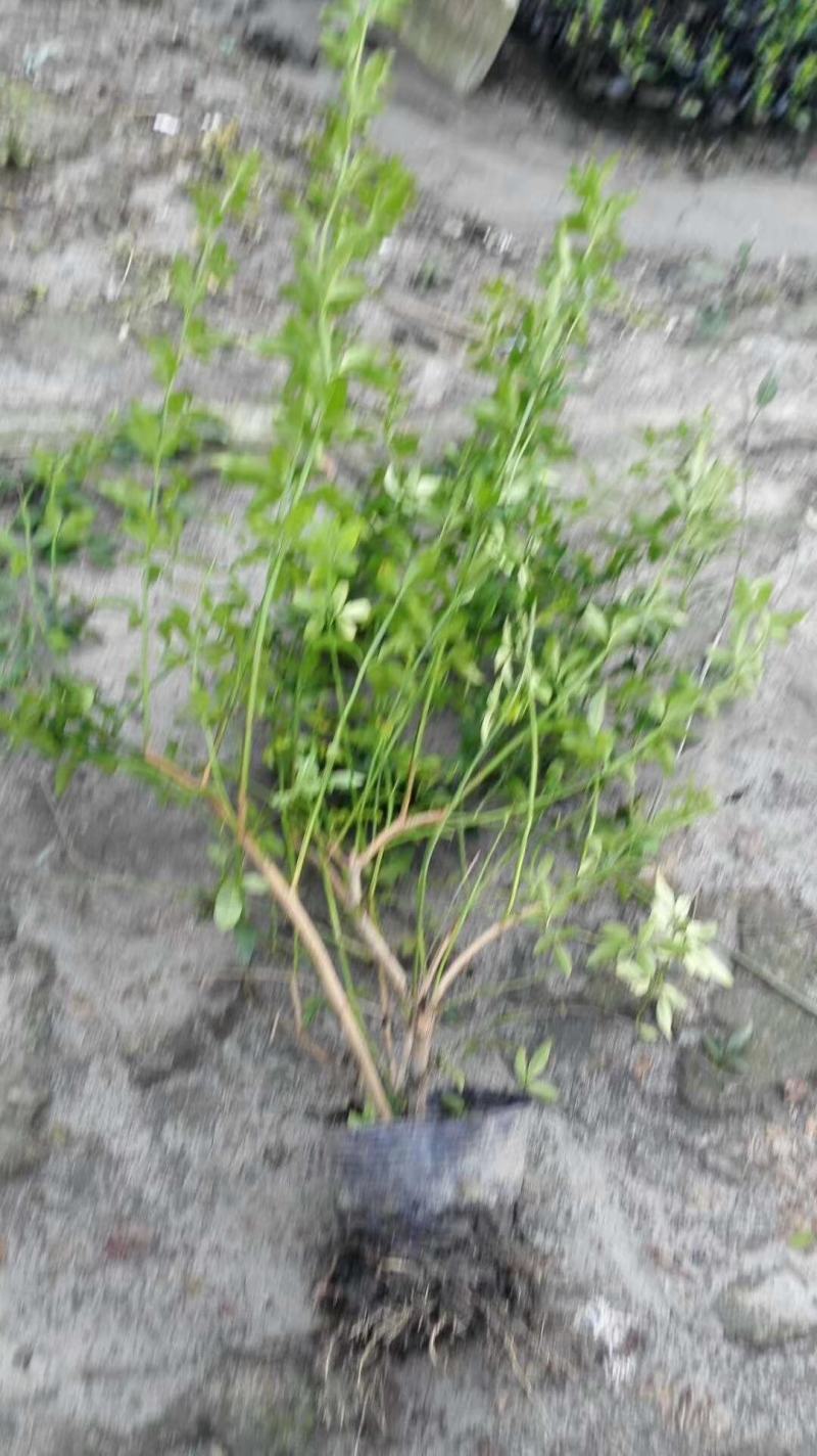 苗圃直供各规格精品迎春，量大从优，欢迎选购